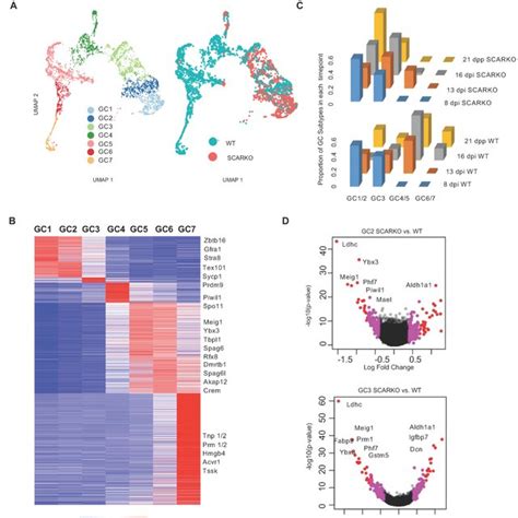 SCARKO Germ Cell Arrest Occurs At The Leptotene Zygotene To Early Mid