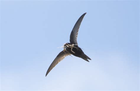 Helping Our Swifts - BirdWatch Ireland