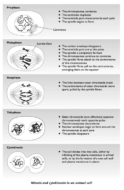 30 Mitosis Biology Notes For A Level