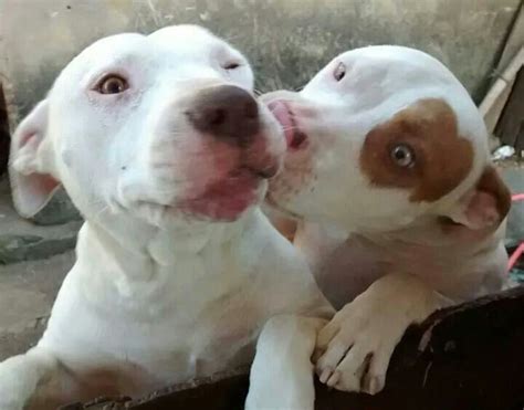 Kiss Kiss ♥ Pitbulls I Love Dogs Dog Love