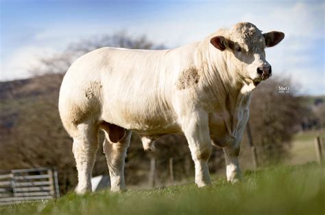 Bulls For Sale Harestone Charolais Macgregor Photography