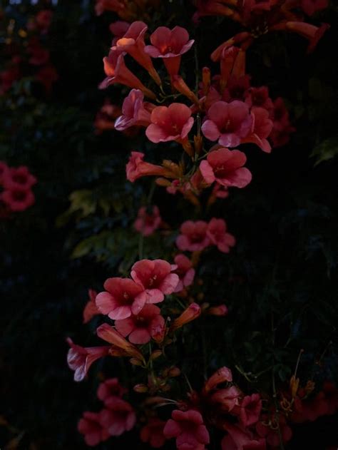 Photo of Trumpet Vine Flowers in Bloom · Free Stock Photo