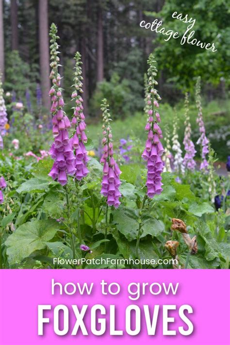 Growing Gorgeous Foxgloves A Beginners Guide Flower Patch Farmhouse