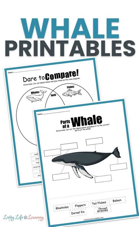 Free Whales Learning Activity Free Homeschool Deals