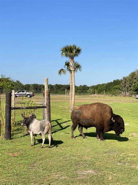 Wild Florida Drive-Thru Safari Park - Sew Woodsy