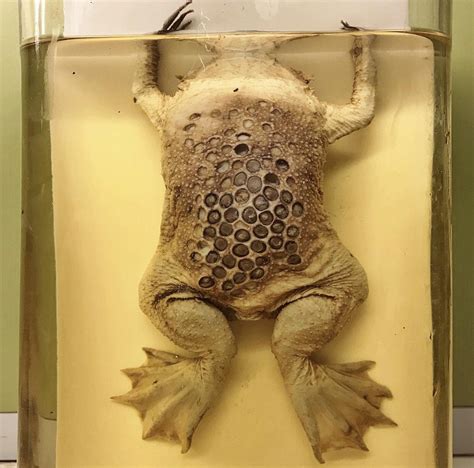 Trypophobia Frog