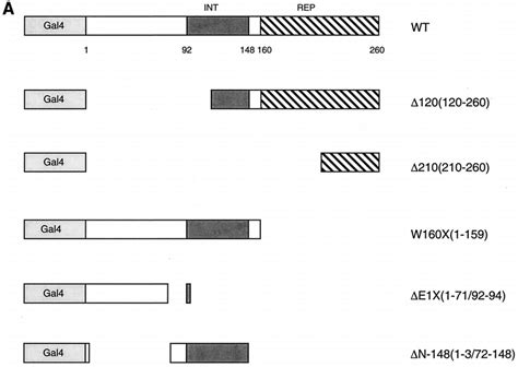 Hnf Interacts With The Receptor Interaction Domain Of Shp A