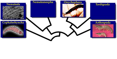 Ecdysozoa - Alchetron, The Free Social Encyclopedia