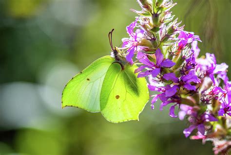 Brimstone Butterfly Photograph by Stephen Jenkins