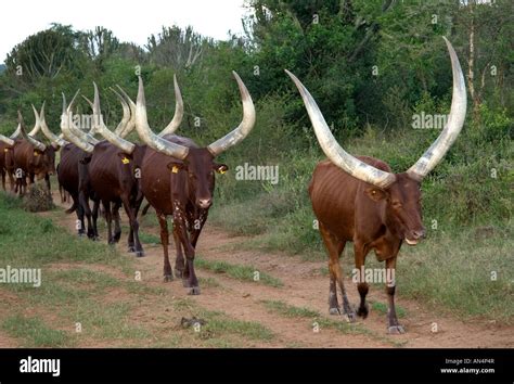 Ramaphosa Cows President Ramaphosa S Cattle Exhibited In Johannesburg Huffpost Uk News