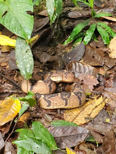 Chocoan Bushmaster From Pacto Ecuador On January At Pm