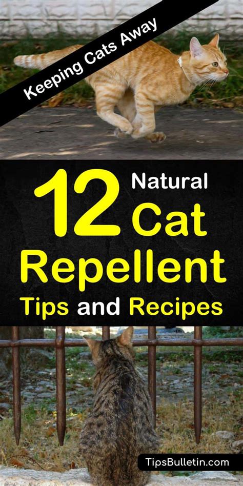 Cat repellent outdoor home remedies | poodleparent