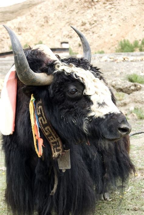 Tibet Animals And Pets Cute Animals Breeds Of Cows African Buffalo