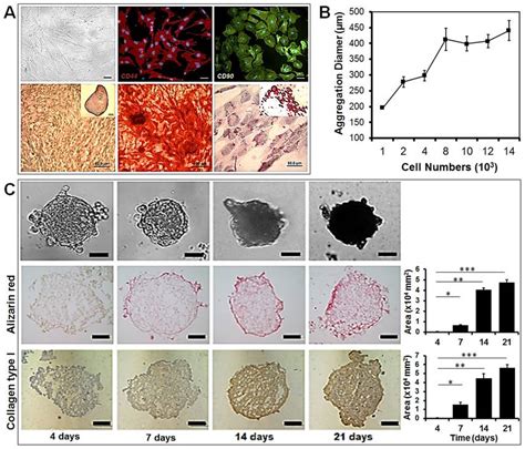 Characterization Of Rat Mesenchymal Stem Cells Rmscs From Bone Marrow Download Scientific