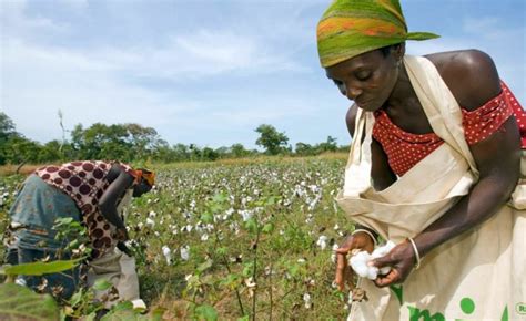 Namibias Cotton Farming To Benefit Angola