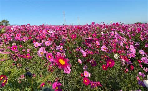 愛知県｜知多郡｜南知多町｜秋の満開お花畑｜観光農園 花ひろば