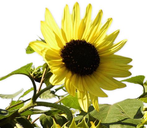 Download S Y Fondos Paz Enla Tormenta Sunflower Png Image With No