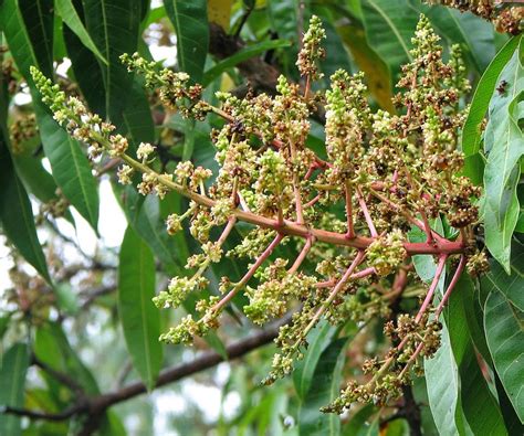 Bunga Majemuk Tak Berbatas Inflorescentia Racemosa Inflorescentia