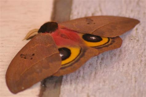 Horned Moth