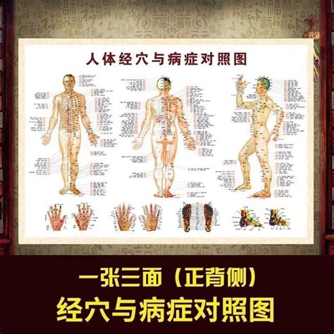 人體經絡穴位圖標準大圖中醫養生理療館人體病症穴位圖解掛圖高清 蝦皮購物