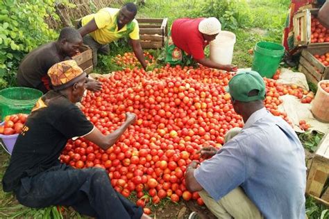 8 Mistakes To Avoid In Tomato Farming In Kenya Joh Agriculture