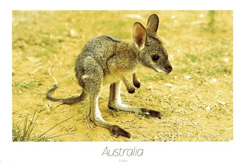 Baby Kangaroo Drawing at GetDrawings | Free download