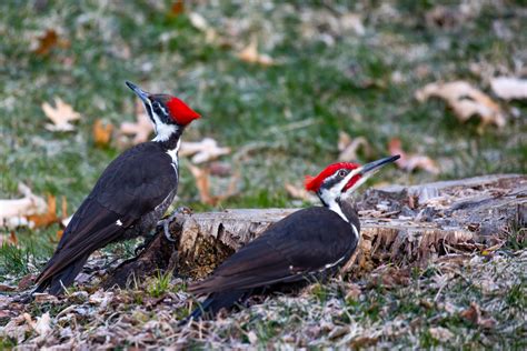 21 Common Birds With Red Heads With Pictures Birdwatching Tips