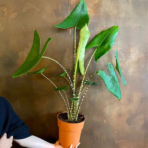 Alocasia zebrina - grow urban.