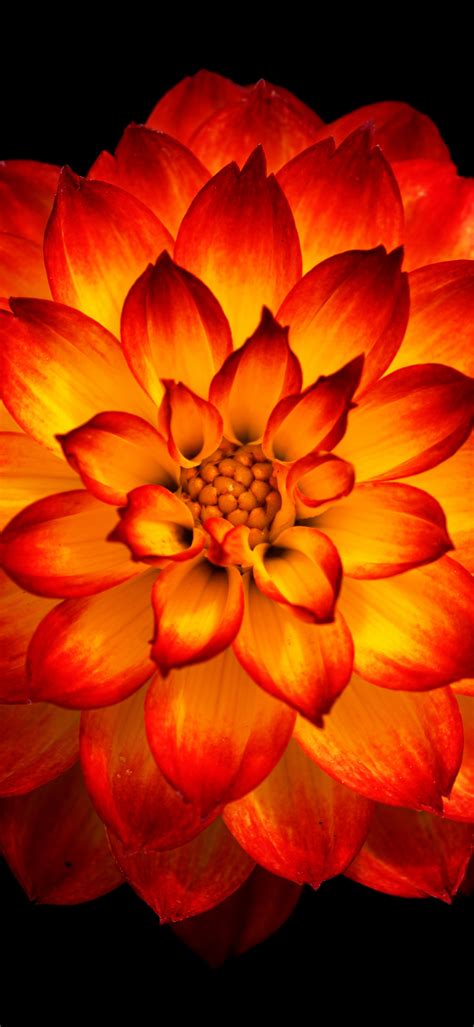 Dahlia Flower Wallpaper K Orange Dahlia Orange Flower