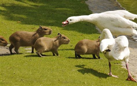 The Animal Blog — Ducks Quack At Young Capybaras At The Berlin Zoo