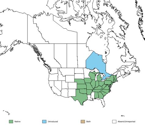 Blue Wild Indigo RWMWD Plant Guide INaturalist