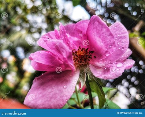 Rose Flower with Blur Background Stock Image - Image of blur, portrait ...