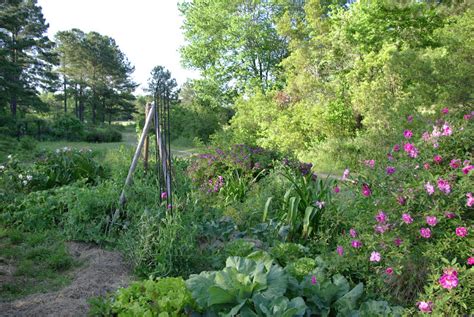 sweetbay  vegetable garden