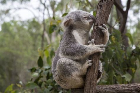 Australia's rampant deforestation is killing koalas