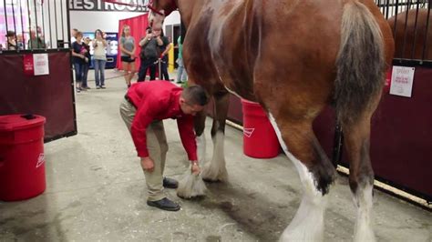 Behind the Scenes with the Budweiser Clydesdales | Budweiser ...