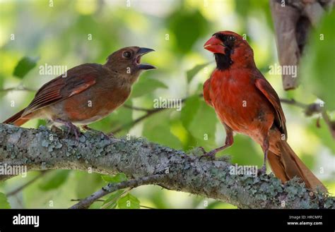 Male Cardinal with Young Bird Stock Photo: 134889386 - Alamy