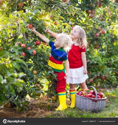 Kids picking apples in fruit garden Stock Photo by ©FamVeldman 152696772