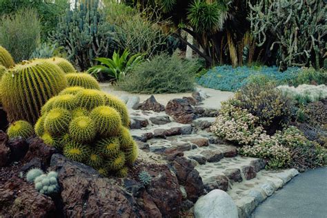 21 Best Cactus Plants To Grow In Your Garden