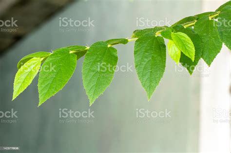 Small Twigs Of Cherry Or Muntingia Calabura Plants With Green Leaves