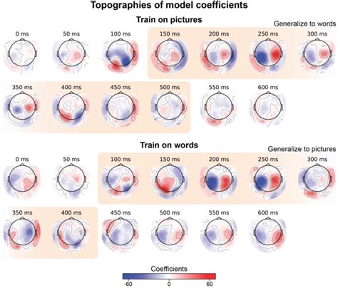 Projection Of The Model Coefficients On The Meg Sensor Topographies