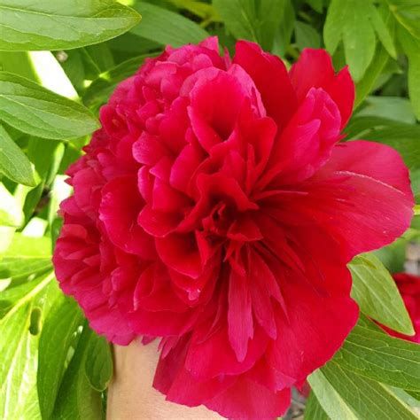 Paeonia Officinalis Rubra Plena Peony Rubra Plena Herbaceous