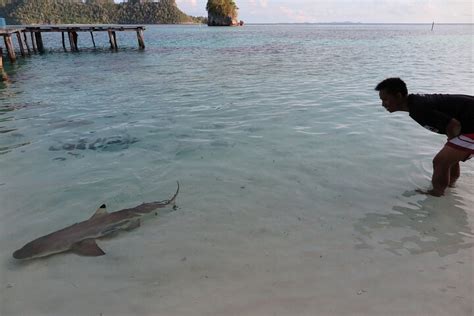 La Galigo Liveaboard Raja Ampat South D N Misool Indonesia