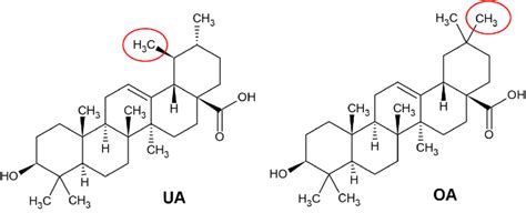 Chemical Structures Of Ursolic Acid Ua And Oleanolic Acid Oa Drawn