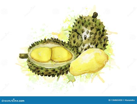 Composition Of Watercolor Durian Stock Illustration Illustration Of