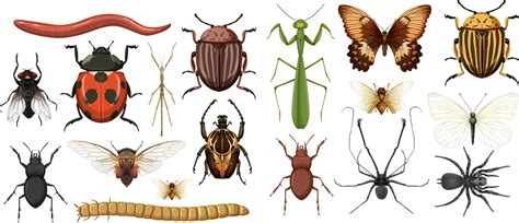 Insect Vector Art Icons And Graphics For Free Download