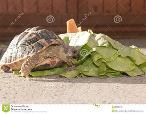 La Tortuga Come Lechuga Fotos Libres De Derechos Y Gratuitas De