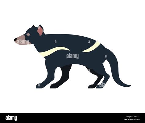 Tasmanian Devil Isolated Marsupial Wild Beast Animal On White