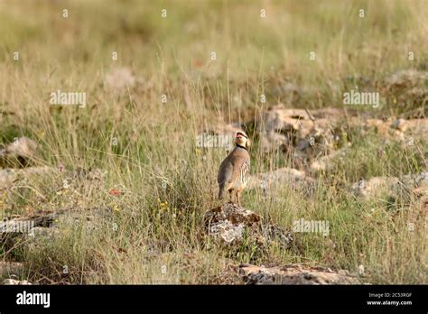 Nature and Partridge. Common bird: Chukar Partridge. Alectoris chukar ...