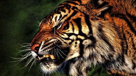 Tiger Roaring Wallpapers - Wallpaper Cave