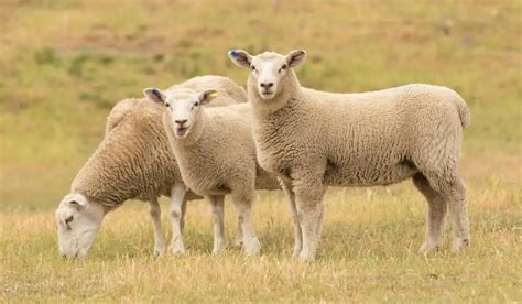 White Sheep Breeds - Homestead Geek